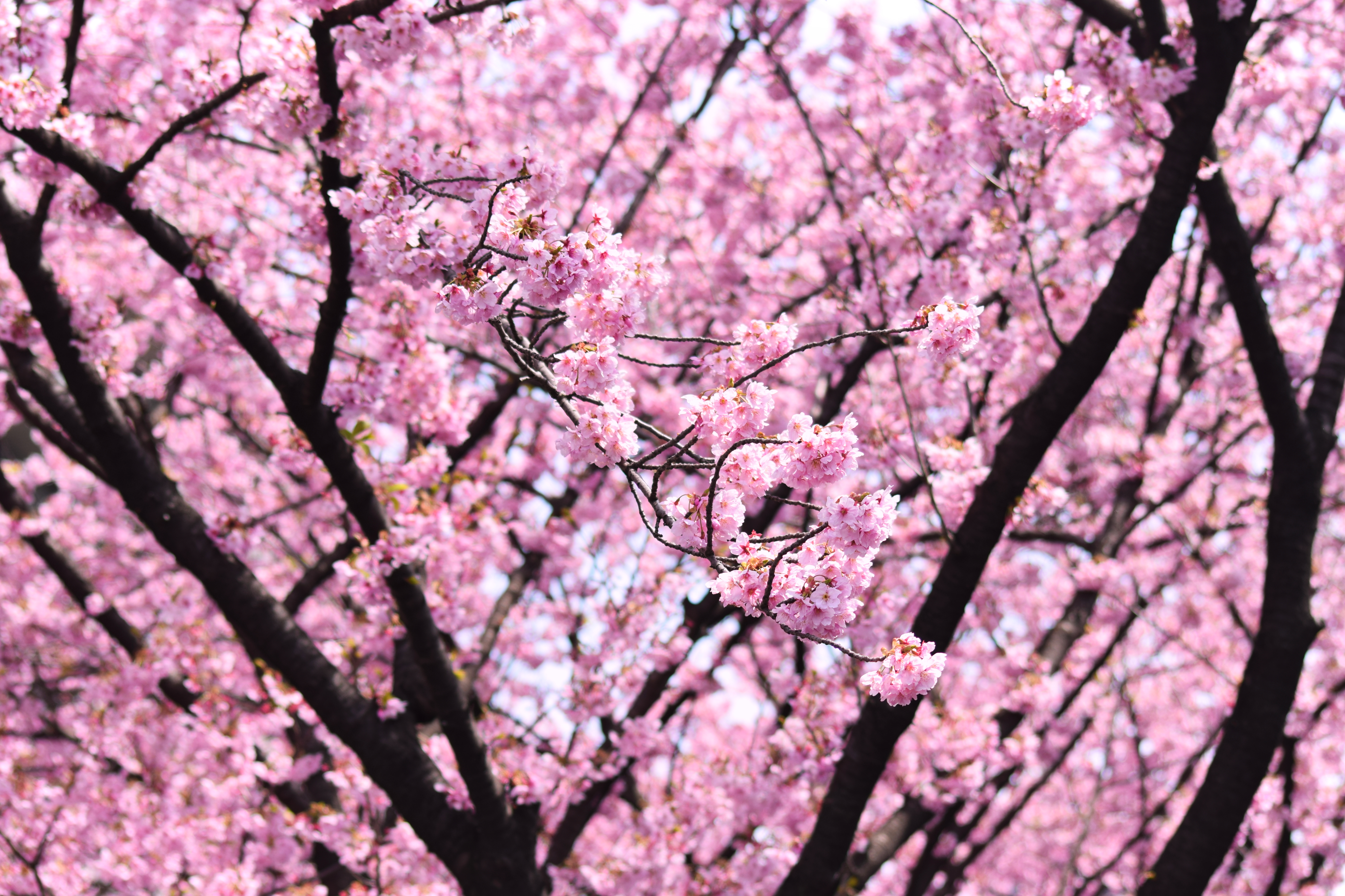 Cherry Blossoms